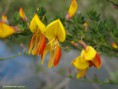 /album/my-local-birding-gallery/broom-flowers-jpg/